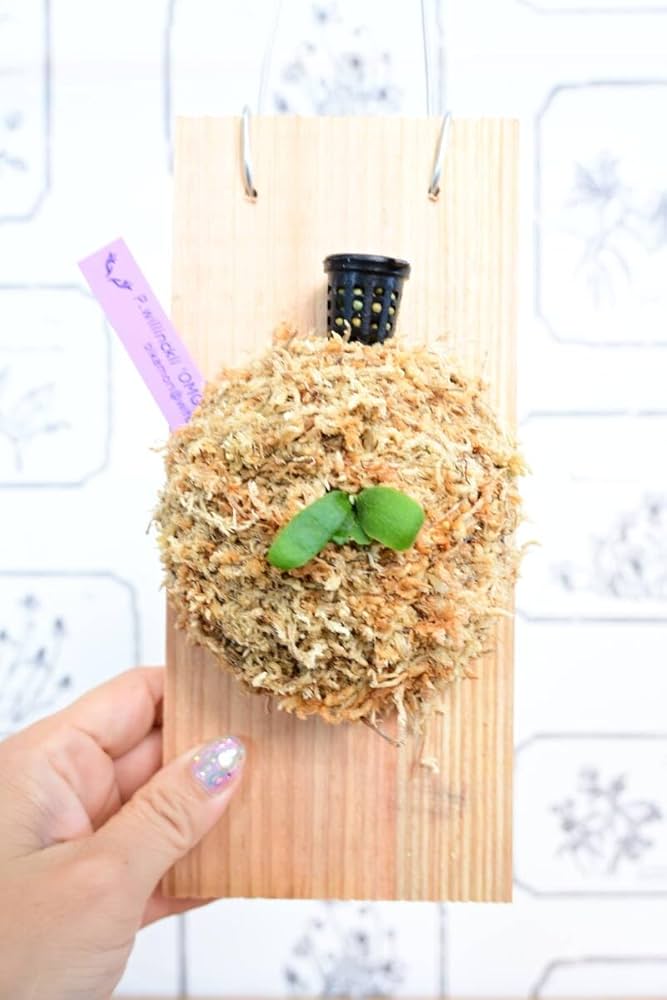 【訳あり】P.willinckii OMG 板付 5つセット 訳あり】P.willinckii OMG 板付 5つセット